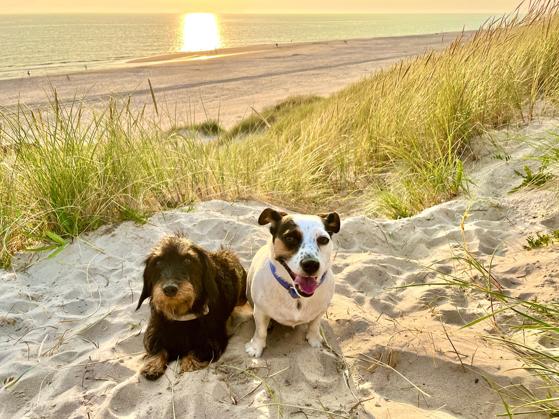 🐾 Vandogs